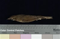 藏品(野鴝)的圖片